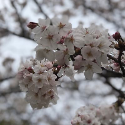 蘇生&臨床推論を専門として救命センターに生息しています。診断/蘇生/ER型救急/IR/医学書好き/クレ/救急指導医/集中治療専門医/IVR専門医/外傷専門医/MHPE/MPH/PhD/