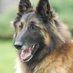doghairqueen 😷🌹🐺 (@belgianbrowndog) Twitter profile photo