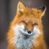 Kris Tynski (@tynskiphoto) 's Twitter Profile