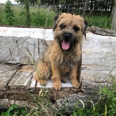 I’m a very naughty 1 year old border terrier. I live with a grumpy Labrador and a few humans. I love to cause as much trouble as possible.