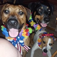 The Outlaw Dogs(@switzer_cheryl) 's Twitter Profile Photo