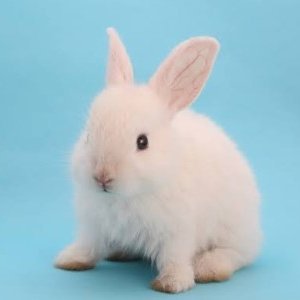 MnjexFzngIuNo0Z's profile picture. よろしく！鬼滅の刃好きです。お取引は固定ツイ参照。