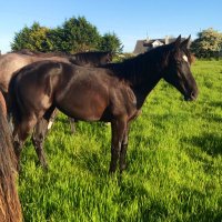 Tradewinds Stud (@tradewinds_stud) 's Twitter Profile