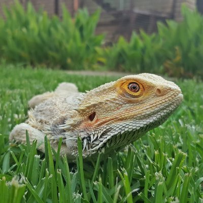 Lee_Ann135's profile picture. I have a great love for animals