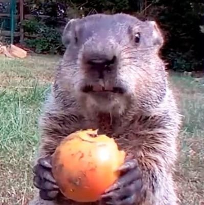 luisvianapy's profile picture. 