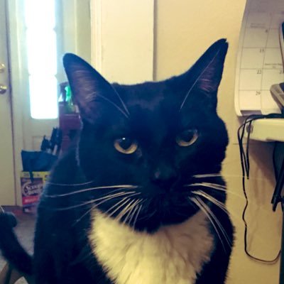 My name is Sylvester and I have cancer. I need chemotherapy that is really expensive but my owners don’t have enough money to save me! Please help and donate at