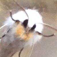 \/♗v♗❡☈ꍏ♫◗ (@vividlyconfused) 's Twitter Profile