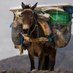 travis (@f3mule) Twitter profile photo travis (@f3mule) Twitter profile photo