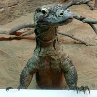 ana welch (@anawelch) 's Twitter Profile