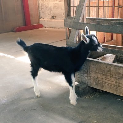 ofutonbanza_i's profile picture. いつも眠い