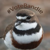 Banded Dotterel for Bird of the Year (@votebandie) 's Twitter Profile