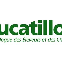 Ducatillon (@ducatillon) 's Twitter Profile