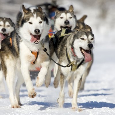 About the professional sled dog race shooting down Excelsior's Water Street and around Lake Minnetonka Feb. 9, 2020. More at https://t.co/fWolX1pltZ