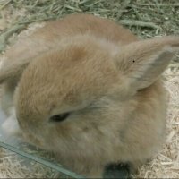 gakunyan (@gakunyan2) 's Twitter Profile