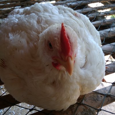 Nanang_Ek's profile picture. Bakul Pitik