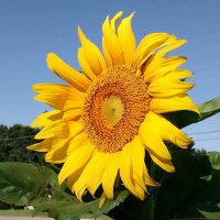 Sean Hagey (@seanhagey) 's Twitter Profile Photo