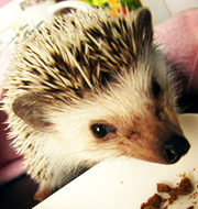 EUNSOLL's profile picture. 건축, 여행, 고슴도치