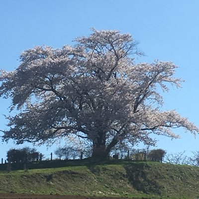 両親が認知症に。父アルツハイマー型。骨盤骨折後歩けなくなり施設入所→敗血症発症→看取りの病院へ。R2.3旅立つ。母は脳出血(アミロイドアンギオパチー)で、R2.3に3度目の出血で寝たきりに。現在特養入所中。一人っ子で途方にくれる私の愚痴を吐き出します 無言フォローお許しください。