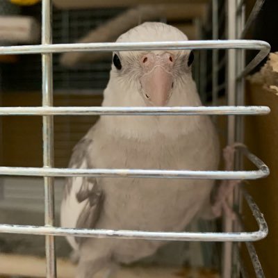 Hiromi70203840's profile picture. ペット 鳥｡ セキセイインコ1羽･文鳥2羽･マメルリハ2羽･コザクラ1羽･オカメインコ2羽に毎日癒されながら生活しています😊 無言フォロー失礼しますm(._.)m