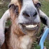 Adrienne Williams (@scullingbat) 's Twitter Profile Photo Adrienne Williams (@scullingbat) 's Twitter Profile Photo