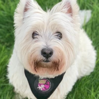 #westhighlandterrier #dogsoftwitter ❤️love walks up the Scottish hills Ken what am saying hen #ZSHQ Zombie Squad member since Aug 2019.