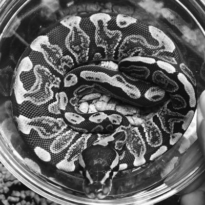 kkyungkkyu's profile picture. 늙은이ㅣ초록이 뱀 도마뱀