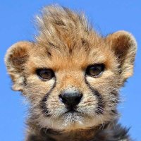 Josef Kardinal Wokinger (@op_liefert) 's Twitter Profile Photo