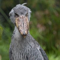 The shoebills (@b_coinlocker) 's Twitter Profile