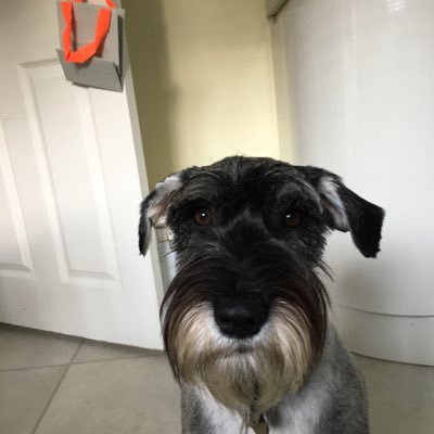 Bouncy young loyal Schnauzer - loves family and dogs - secret snack snatcher -champion blanket snoozer - beach ( but not sea) lover - great trick performer