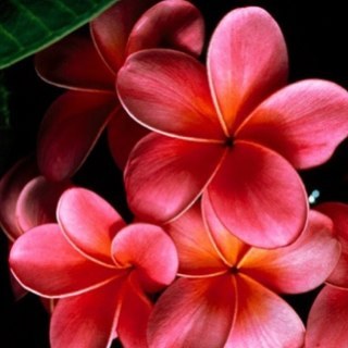 julmart's profile picture. 