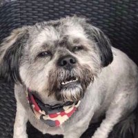 Vaccine Enjoyer (@mazzadammit) 's Twitter Profile Photo