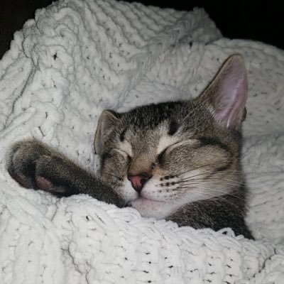 RaIphTheCat's profile picture. Healo Eye am Ralph eye am smol and cyute