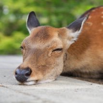すずさんのプロフィール画像