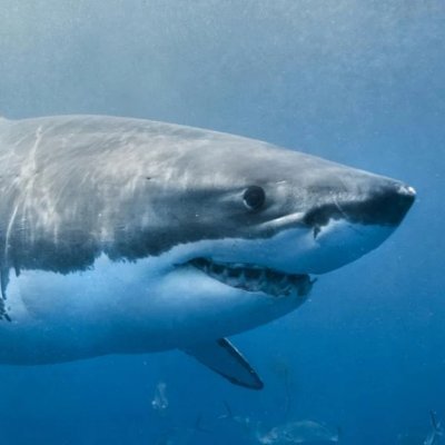 Sharkassmf Profile Picture