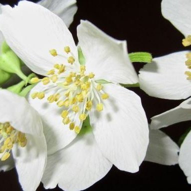 Coolsyding's profile picture. 