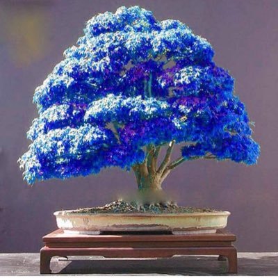 sheera67935234's profile picture. ⚡️God First ⚡️🌟 AGEC - FRE 🌟 ❄️Class of ‘20 (hopefully) ❄️ 💧TAMU💧🌿 Agricultural Sustainability IS Possible People 🌿 🦋 FOOD 🦋