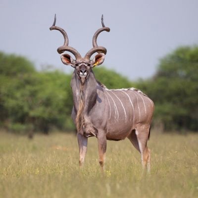 krazykudu Profile Picture