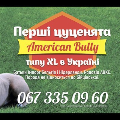 American bully xl - моя любимая порода собак