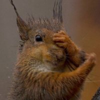 beYourself.or.beSquirrel (@_sqrl_) 's Twitter Profile