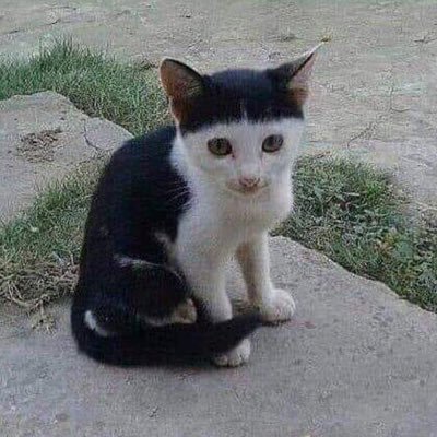 LilleGynts's profile picture. 