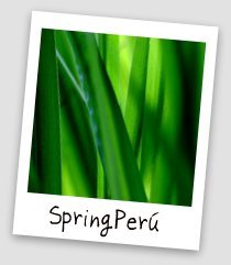 springperu's profile picture. Comunidad Spring Perú