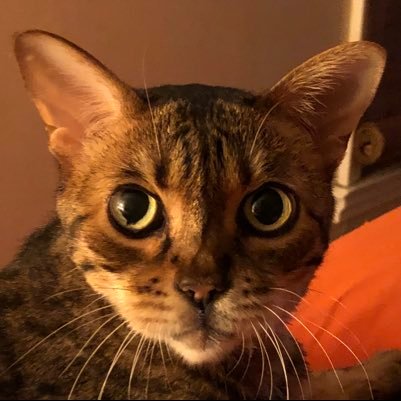 Real name Tanks-A-Lot. Lover of my Bug & steak. I like to talk. A lot. 😻