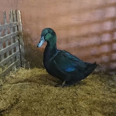 The first girl to work for Tommy Woodcock, ex strapper of many good horses and now a breeder of rare Cayuga Waterfowl. ( Surviver of childhood abuse💪)....