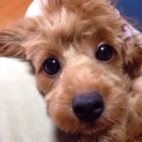 Bonbon (@emoemorocka) 's Twitter Profile