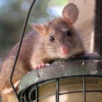 Gorgeousratty - VotedYesAndWouldDoItAgain (@gorgeousratty) 's Twitter Profile Photo