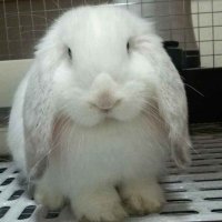 HARU (@haru0315) 's Twitter Profile