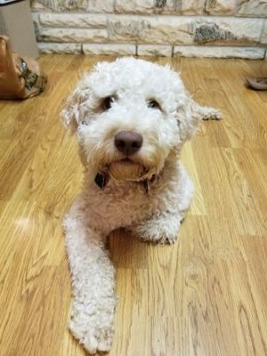 Lagotto Romagnolo Owner 🐾, Coffee Enthusiast ❤️, Formula 1 Fan🏁