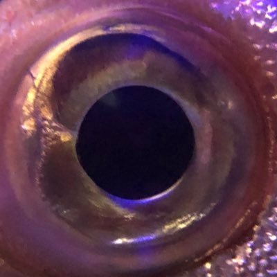 a9tenpl's profile picture. 趣味が多すぎて趣味と言えない