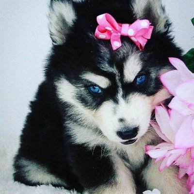 Siberian Husky Breeder AKC/ACA, Seguin, Texas. Raising and breeding for 20 years. Check out our website for up coming litters or puppies. 830-305-5667 text