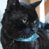 Hanna Gwynn (@cheeroodraws) 's Twitter Profile